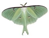 Luna Moth Vinyl Decal 6 inch