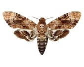 Deaths Head Moth Vinyl Decal 3 inch wide