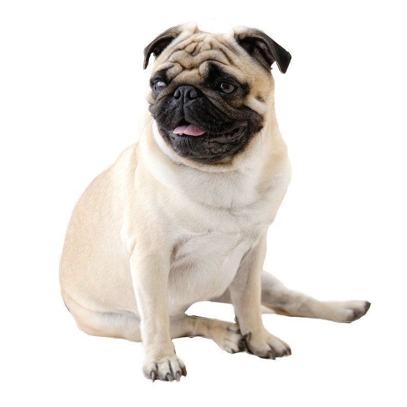 Cute Pug Dog Vinyl Wall Decal
