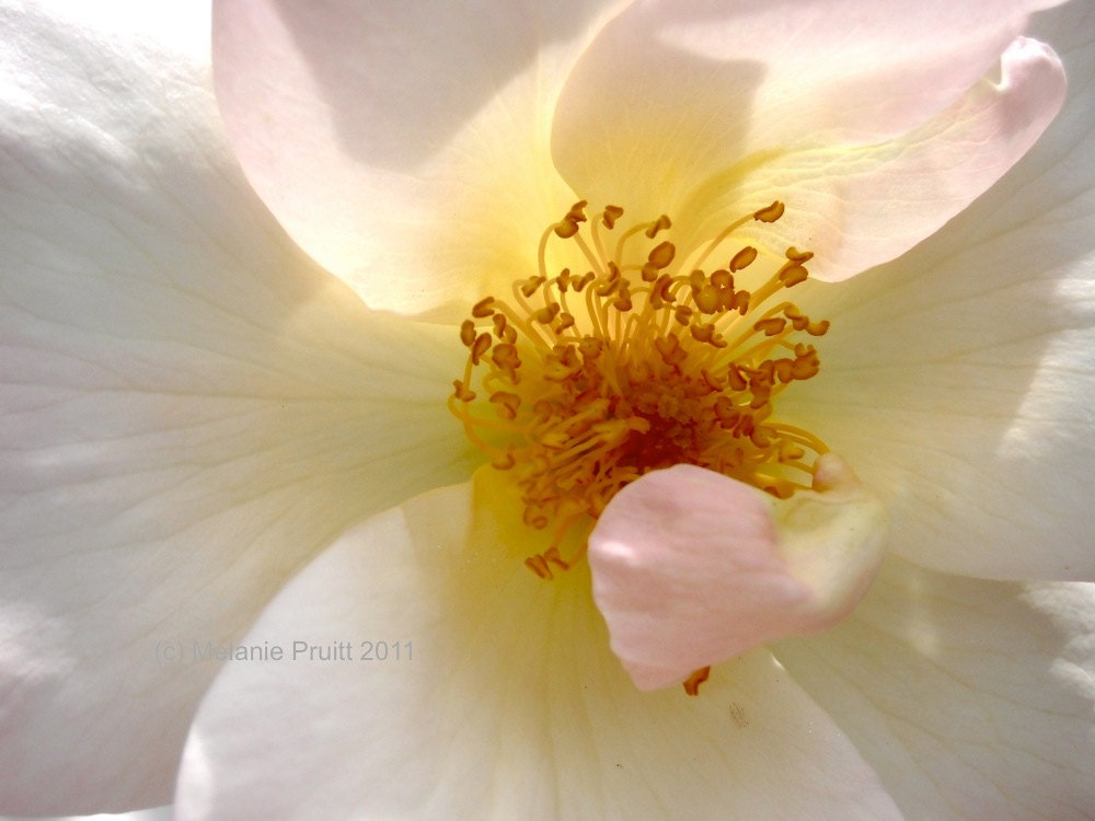 Rose 16 x 20 Photograph Center Macro Flower Floral Summer Garden Print EBSQ