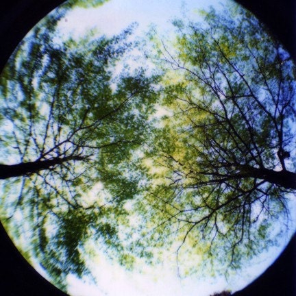 SALE -- Trees Polaroid -- 5x7 print