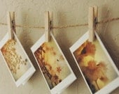 Mini Spring Cards -- yellows -- set of 3