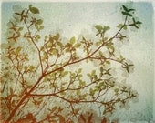 SALE - Dogwood -- 8x10 print