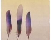 Painted Feathers --  8x10 print (purple)