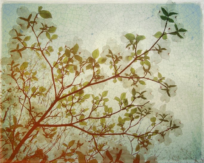 SALE - Dogwood -- 8x10 print