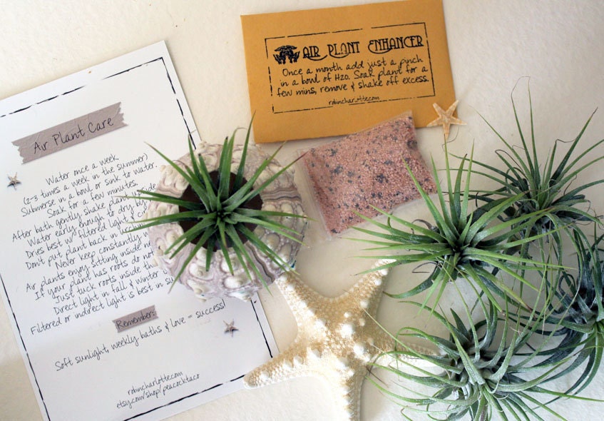SALE air plant starter package // tillandsia