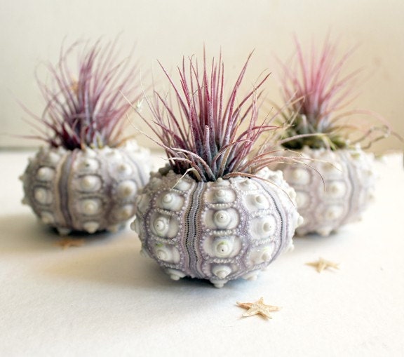 Set of 3 pineapple air plant sea urchin gardens