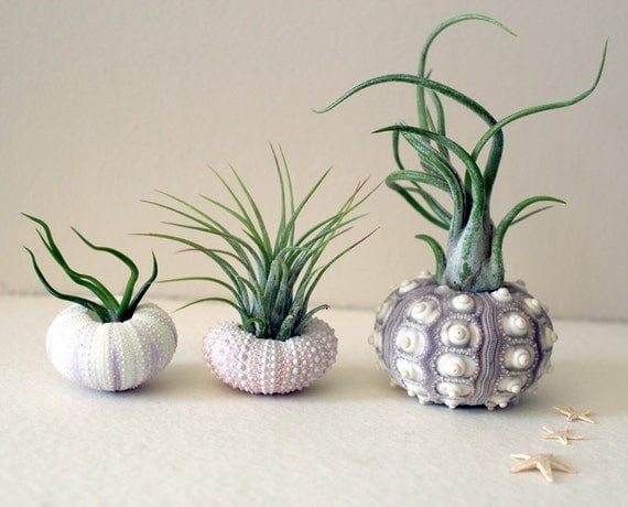 mixed trio // air plant sea urchins // by robincharlotte