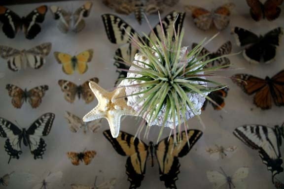large pineapple // air plant tillandsia // sea urchin terrarium