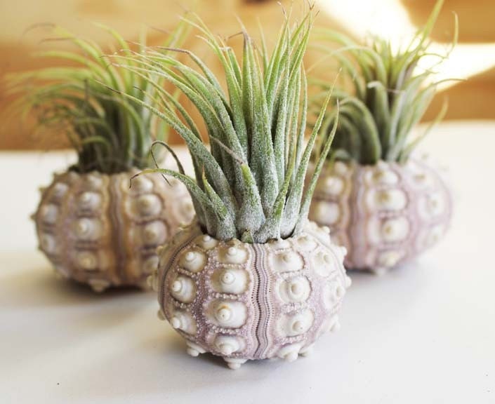 Set of 3 pineapple air plant sea urchin gardens