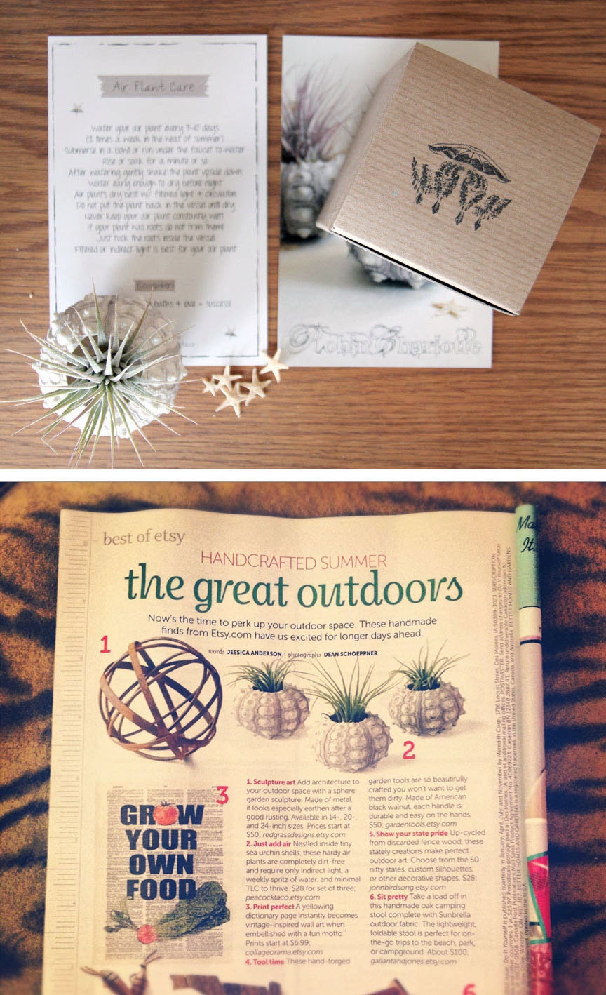 pineapple . air plant . tillandsia . urchin .  terrarium