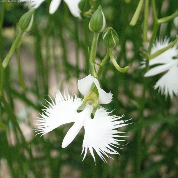 White Doves  Fragrance Oil   2 oz for candle and soap making