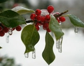 Winterberry  Fragrance Oil  2 oz for candle and soap making