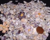 Colorful Coquina Seashells Shell Flowers Shellcraft  Sailors Valentines