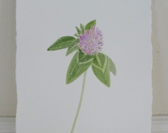 Red Clover Pink Flower Blossom Watercolor Botanical Original Painting