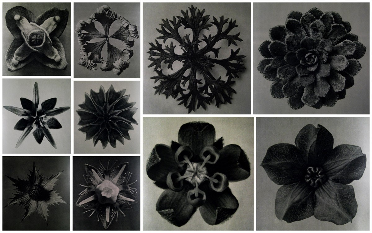 10 high res black and white photos by Karl Blossfeldt 'Square flowers'