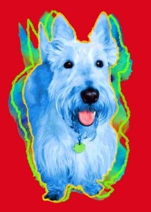 McGregor the Scottish Terrier print