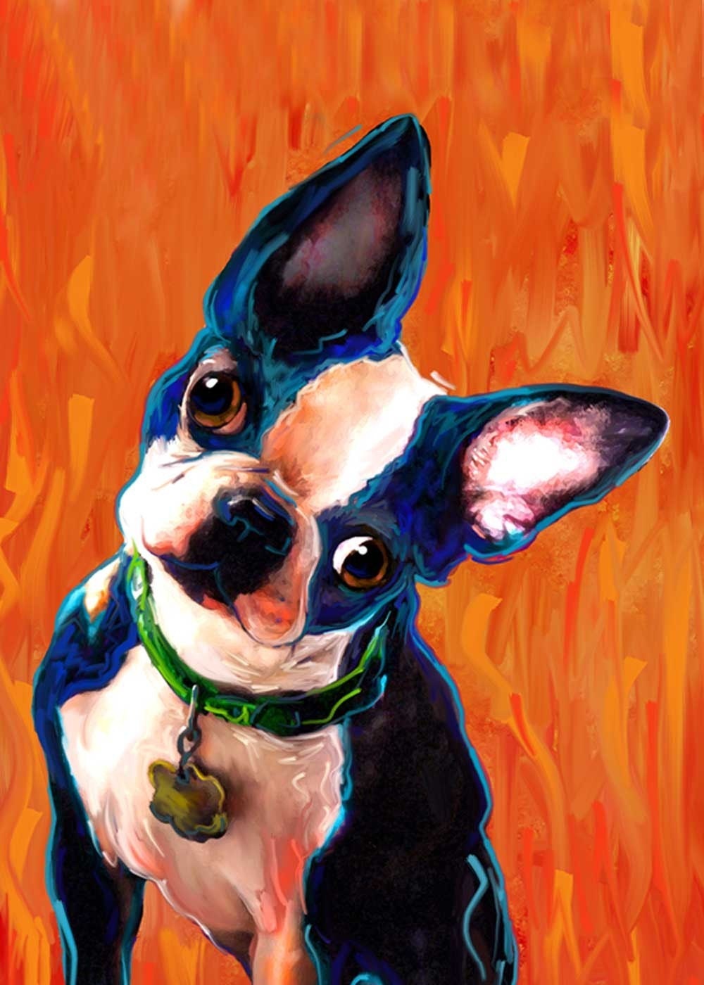 Nikki the Boston Terrier