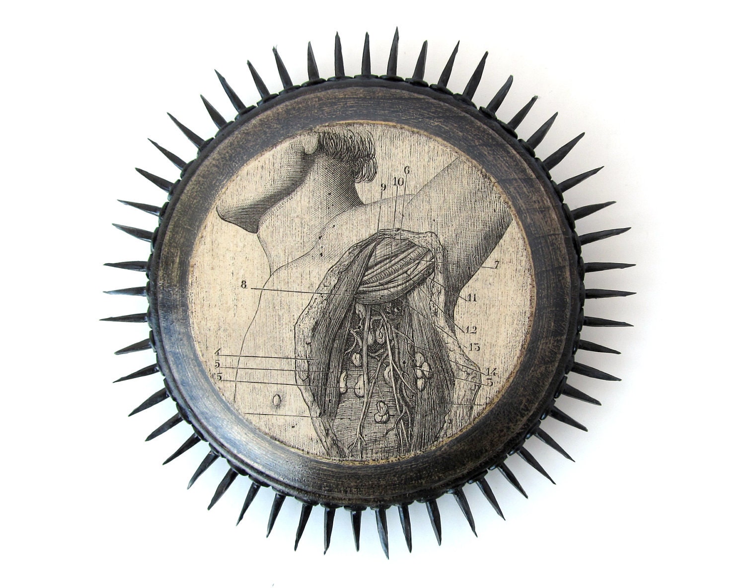 Dissection - Mixed Media PLAQUE - 1876 Anatomy Illustration