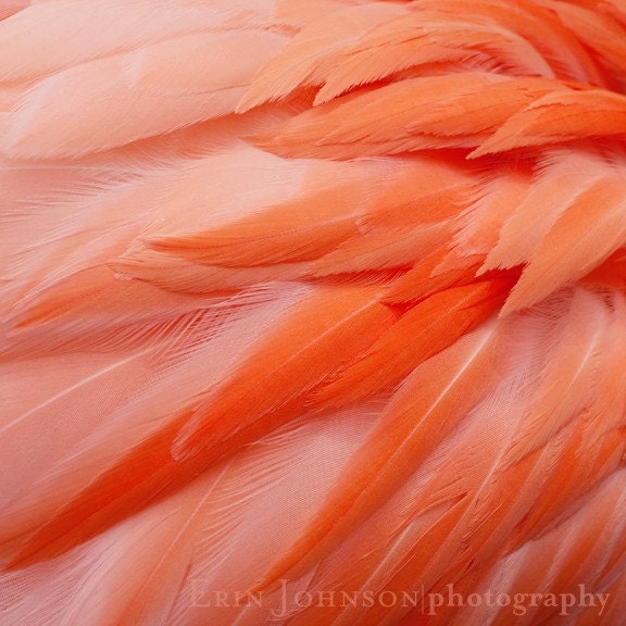 coral decor pink flamingo feathers animal photograph bird photography pink wall art home decor 8x8 fine art photograph - eireanneilis