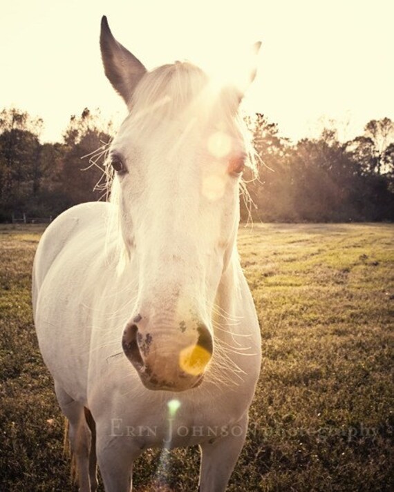 horse photography fine art animal photograph farm decor sunlit white horse white home decor yellow decor Sunlit Horse 11x14