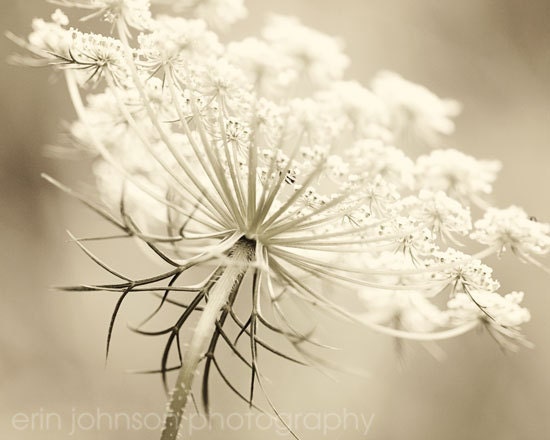 flower photography fine art photograph sepia wall art home decor Queen Annes Lace in Sepia 8x10