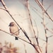 bird photography sparrow photograph gray pink home decor "Little Sparrow in the Trees" 11x14