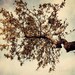 fall decor autumn landscape photography live oak tree nature photograph blue decor 8x10