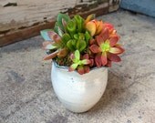 powder blue ripple pot
