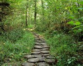 Stump Path
