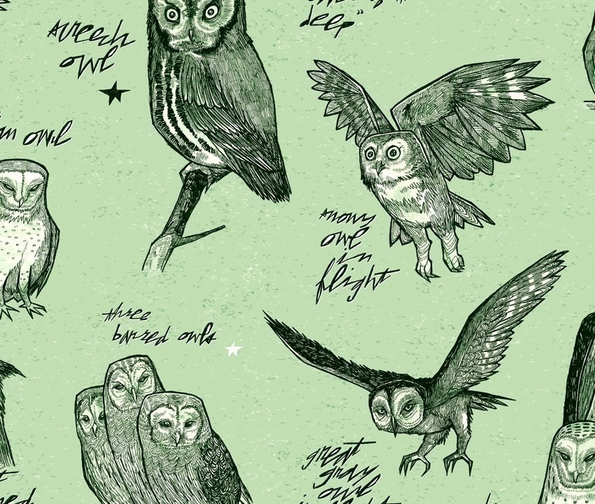 Owl Studies green edition woodland wildlife bird watching field study owl nature shabby chic large format full color art print