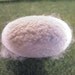 Silk Cocoons 10 per packet (Grade A Whole Natural White)