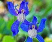 Dancing Delphinium, Blue Larkspur, photography wildflowers