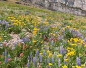 Summer's Finale Wildflowers Galore Greeting Card