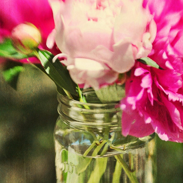 Home Decor Photo 8x8 Pink Peonies Original Fine Art Photography