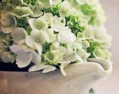 Fine Art Photography Flowers Baby Hydrangea 8x8 Green Modern Wall Decor Shabby Chic