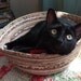 Cuddly cat Snuggle Bed - tan - light brown - neutral