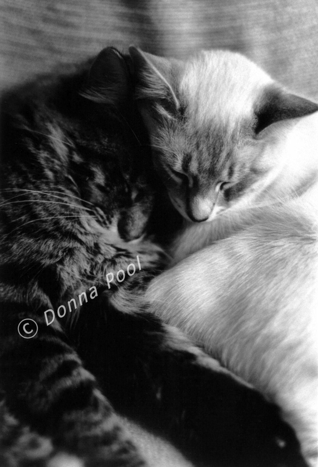Original Photo 5x7 Sebastian and Snowflake