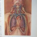 one page VINTAGE Color Illustrated PLATE from MEDICAL Book