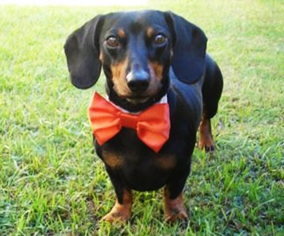 Dog Bow Tie: Wedding Cat or Dog Red Orange Pink Lavender