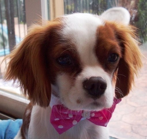 Dog Bow Tie: Wedding Cat or Dog Red Orange Pink Lavender