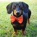 Dog Bow Tie: Wedding Cat or Dog Red Orange Pink Lavender