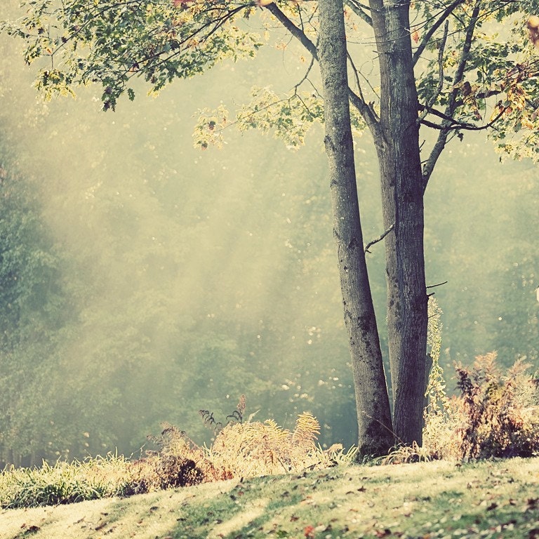 Breaking Through - Ethereal Photography - Tree and Sunburst Photo - Optimistic Image  - Decorative Print
