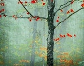 another day, another fairytale - decorative photography - red leaves fog texture decor - stowe, vermont