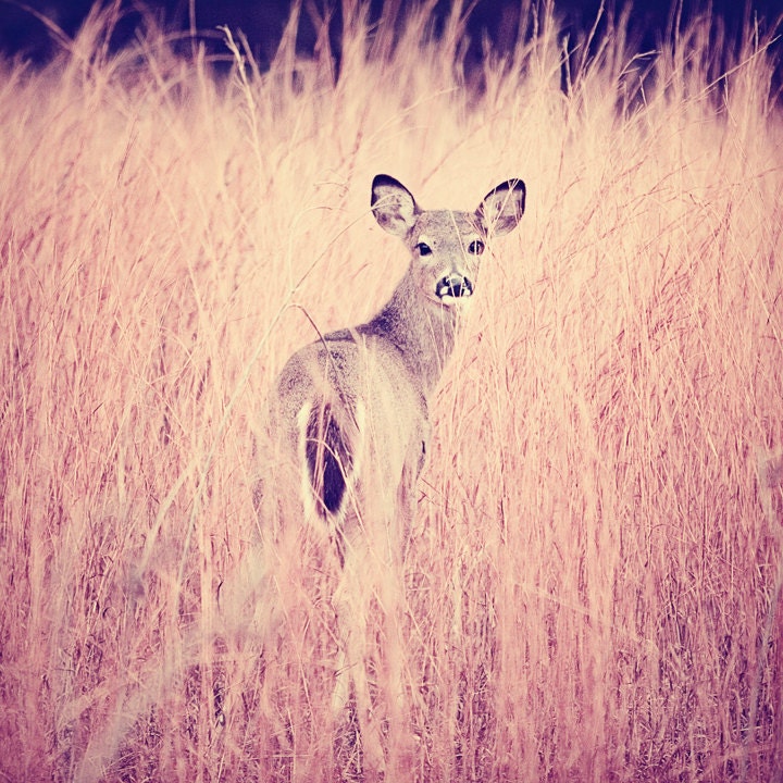portrait session - deer photography, wildlife, animal, nature, pastel, prairie, fog, mist - decorative print