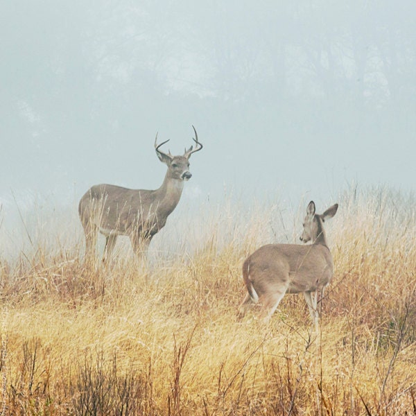 The Beautiful Creatures - deer photography, wildlife, animals, fog photography, mist, texas - decorative print