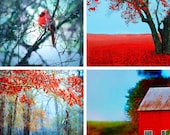 Passionate Earth Set II - photography - fine art - fairytale woods trees - foggy landscapes - four 8x8 prints