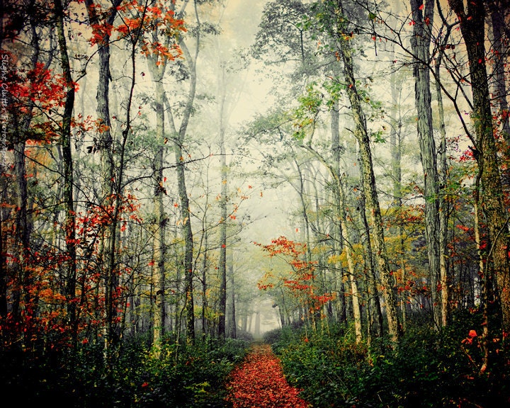 Gump - fog woods woodland trail path forest autumn fall green earth orange - decorative print