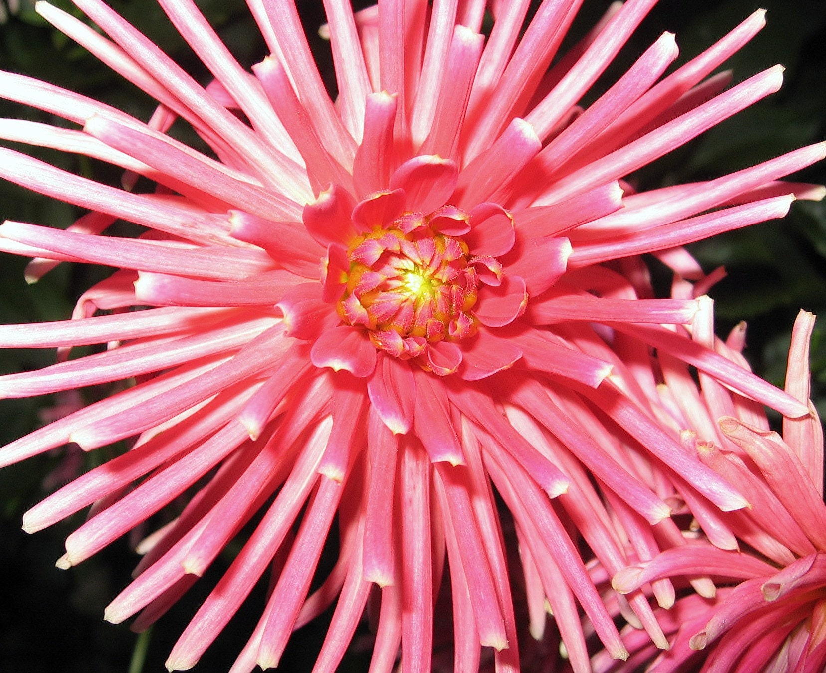 Dahlia V2-Original Photo