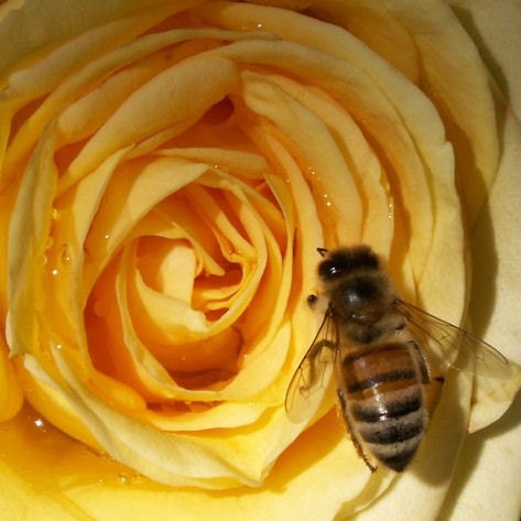 A Suffusion of Yellow - 5 x 5 inch yellow rose bee photograph -(SALE)-